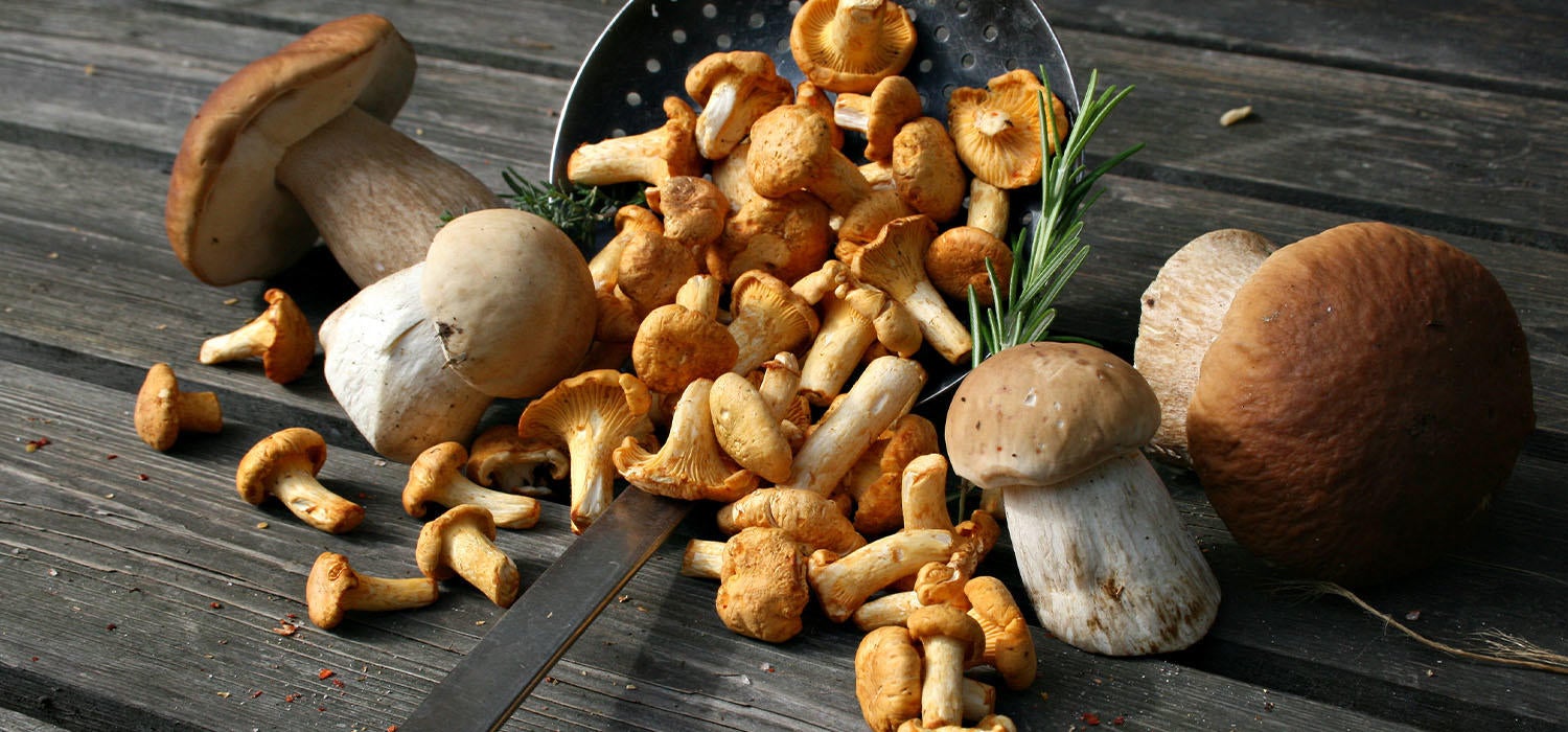 Steinpilze zubereiten