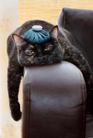 Katze mit Kühlbeutelauf Kopf