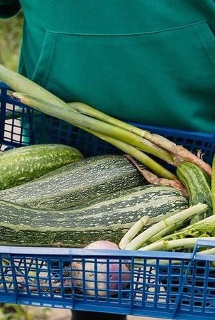 Maggi Magazin Zucchinirezepte 