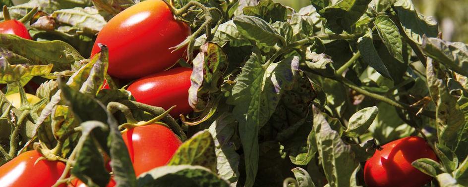 maggi-umweltschutz-tomatenstrauch