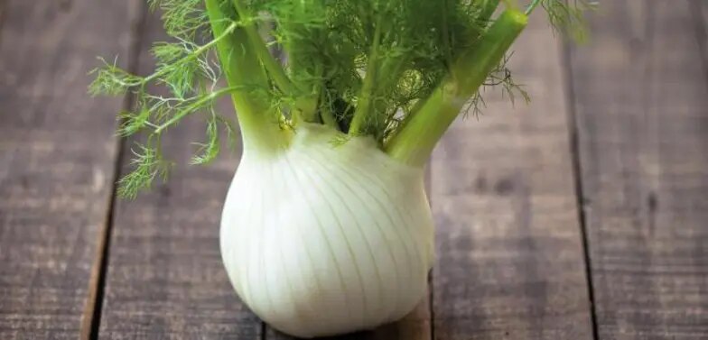 Fenchel