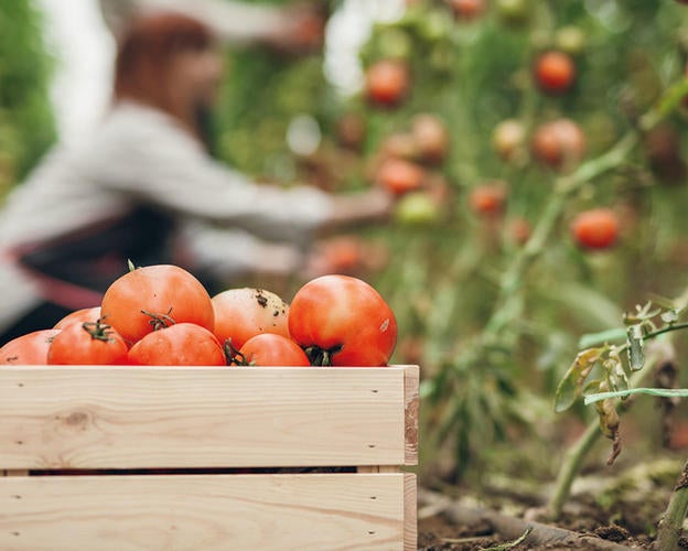 maggi-umweltschutz-tomaten-gepflueckt