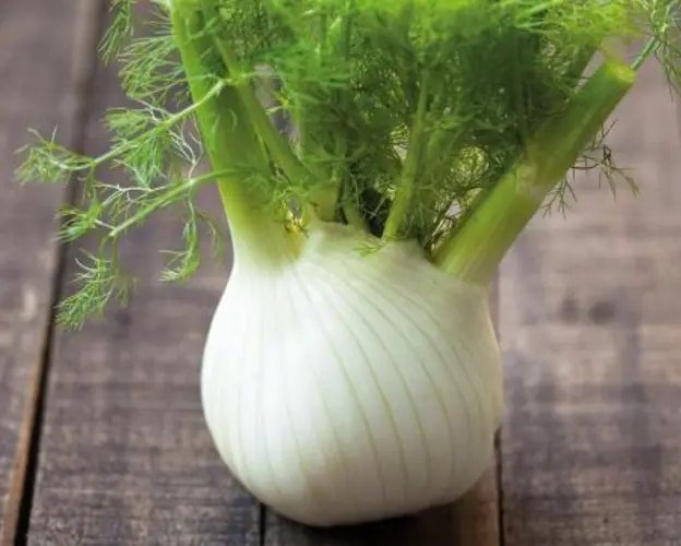 Fenchel