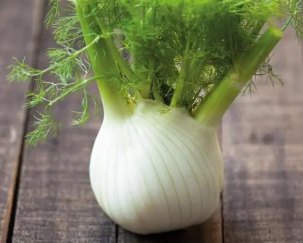 Fenchel