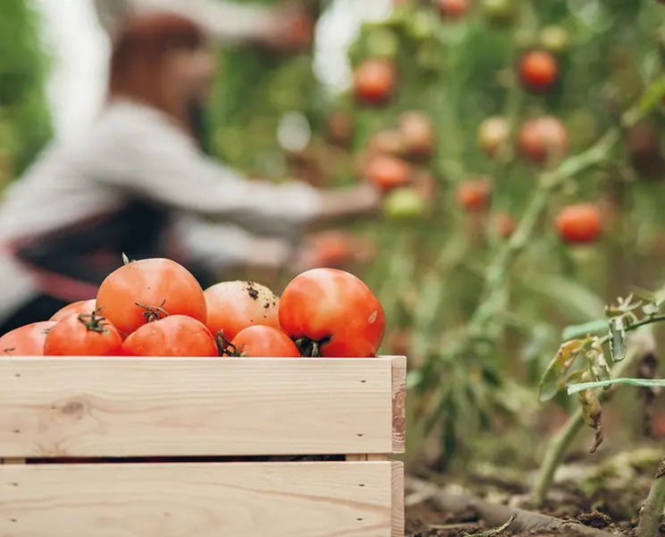 maggi-umweltschutz-tomaten-gepflueckt
