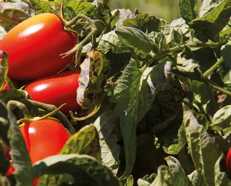 maggi-umweltschutz-tomatenstrauch