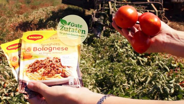 Mit Maggi auf den Tomatenfeldern in Spanien
