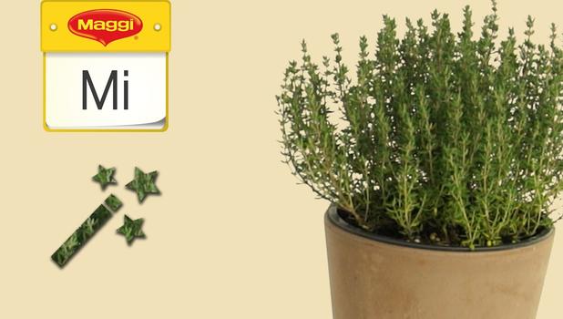 Thymian vom Stengel lösen